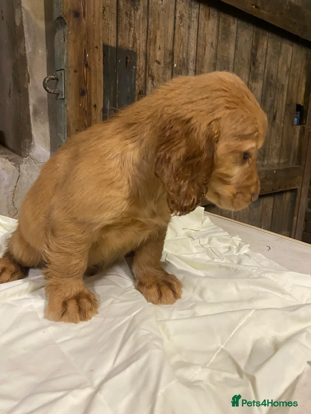 Cocker Spaniel dogs for sale: Working Cocker Spaniels - Advert 8