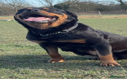 Rottweiler dogs for sale: Big boned chunky Rottweiler puppies - Image 16