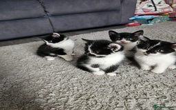 Mixed Breed cats for sale: Mixed breed kittens  - Image 6