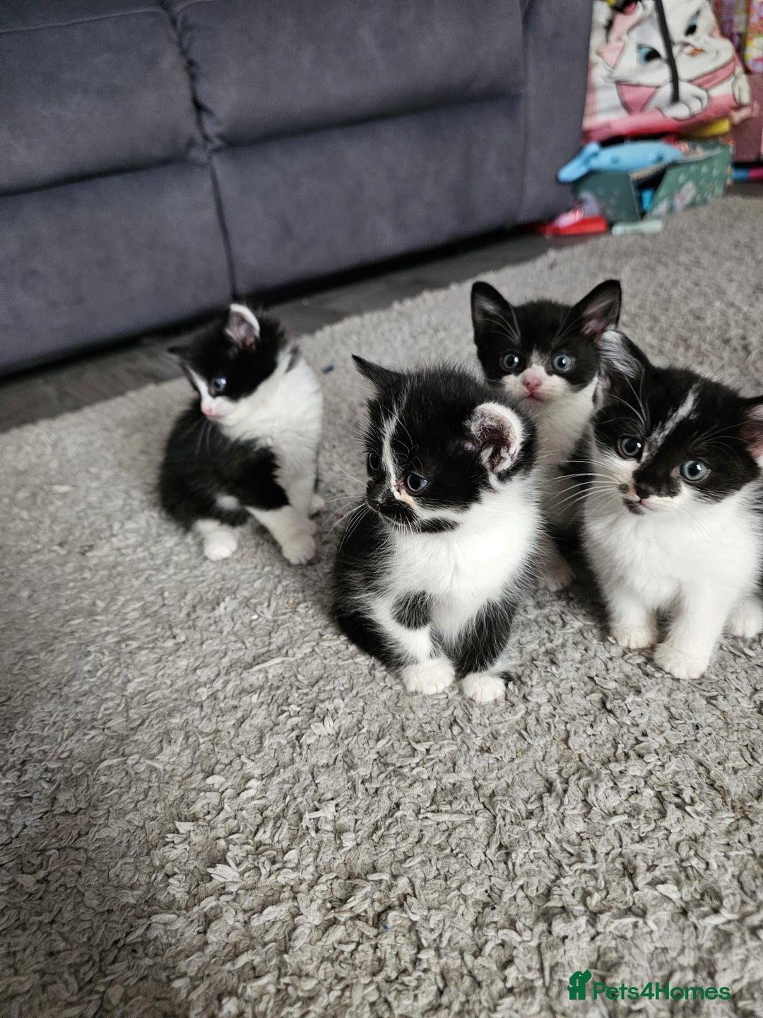 Mixed Breed cats for sale: Mixed breed kittens  - Image 6