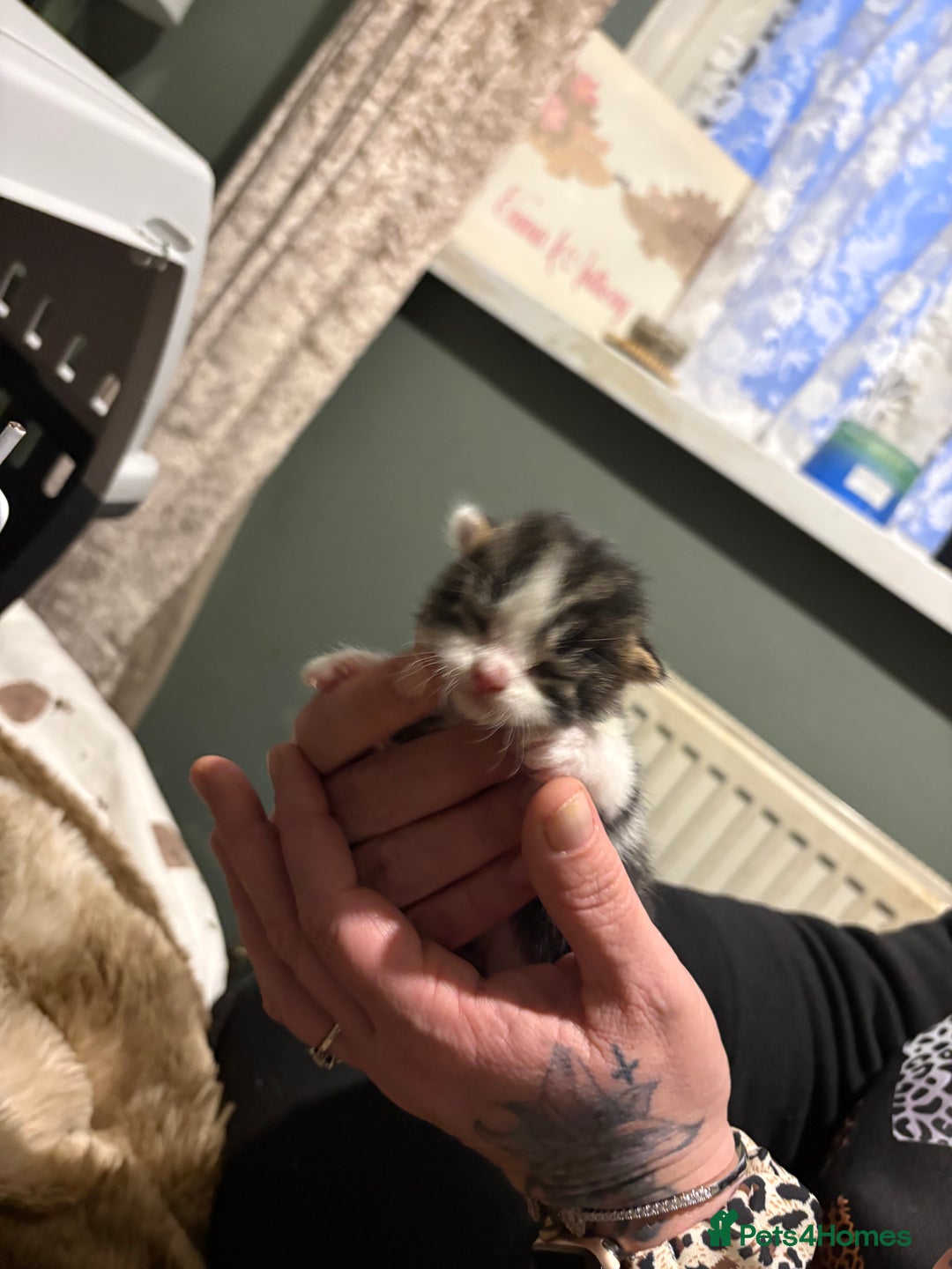 Mixed Breed cats for sale: 2  **  Day boys looking for  forever homes  - Advert 3