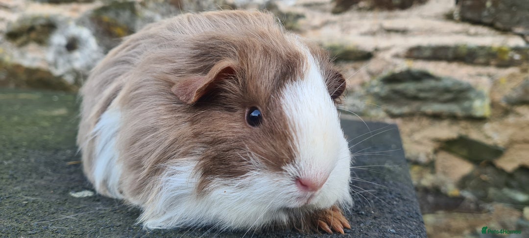 Guinea Pig rodents for sale: Sheltie female guinea pig  - Advert 7