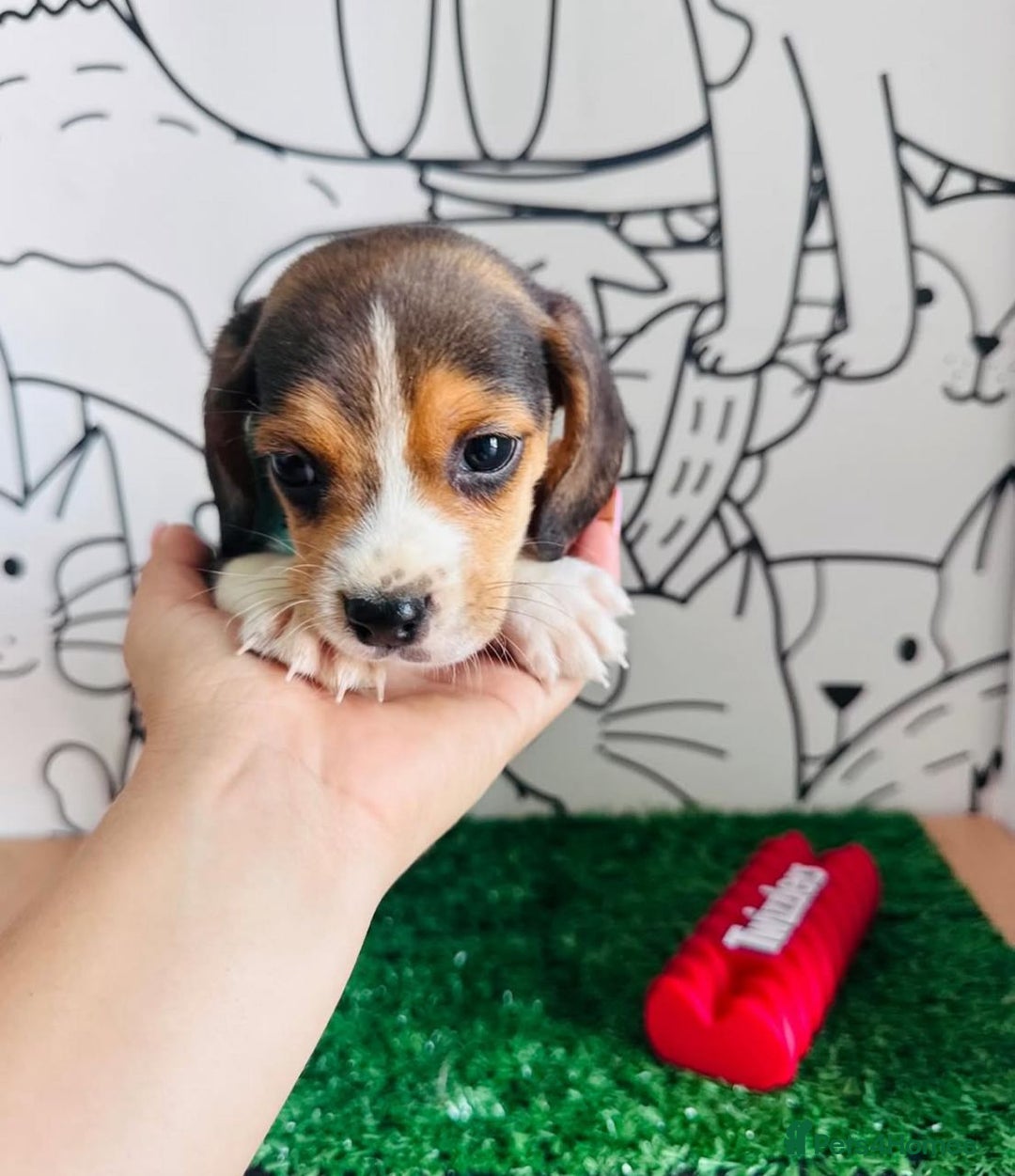 Beagle dogs for sale: Beagle Puppies Ready for Love! - Advert 6