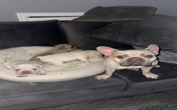 French Bulldog dogs for sale: Platinum  **  French bulldog female  - Image 9