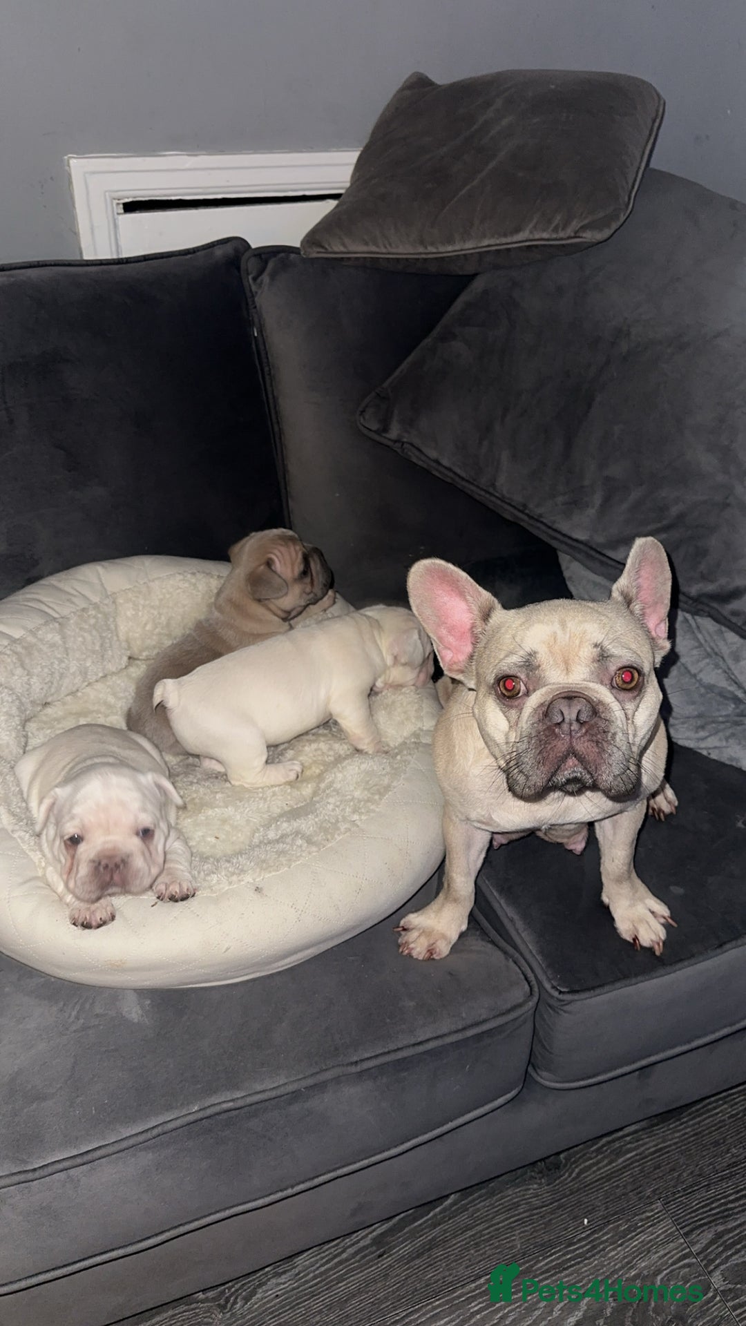 French Bulldog dogs for sale: Platinum  **  French bulldog female  - Image 9