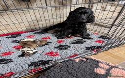 Cocker Spaniel dogs for sale: Show type cocker spaniels - Image 4