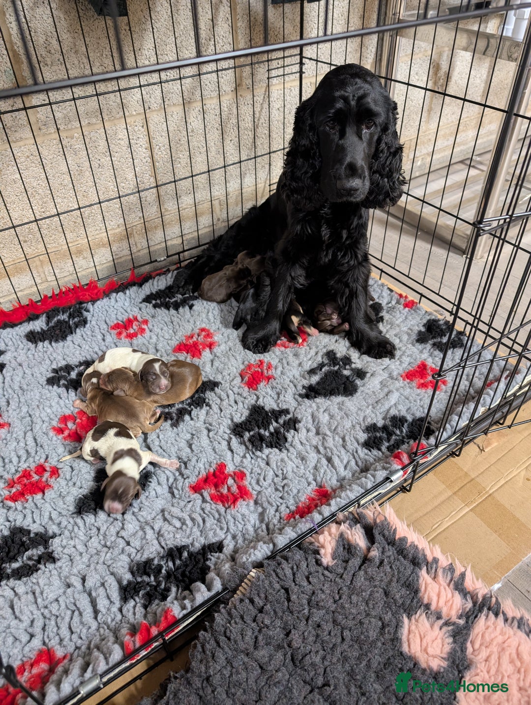 Cocker Spaniel dogs for sale: Show type cocker spaniels - Image 4