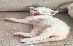 Devon Rex cats for sale: Beautiful Devon’s 1 boy 1 girl still available  - Image 9