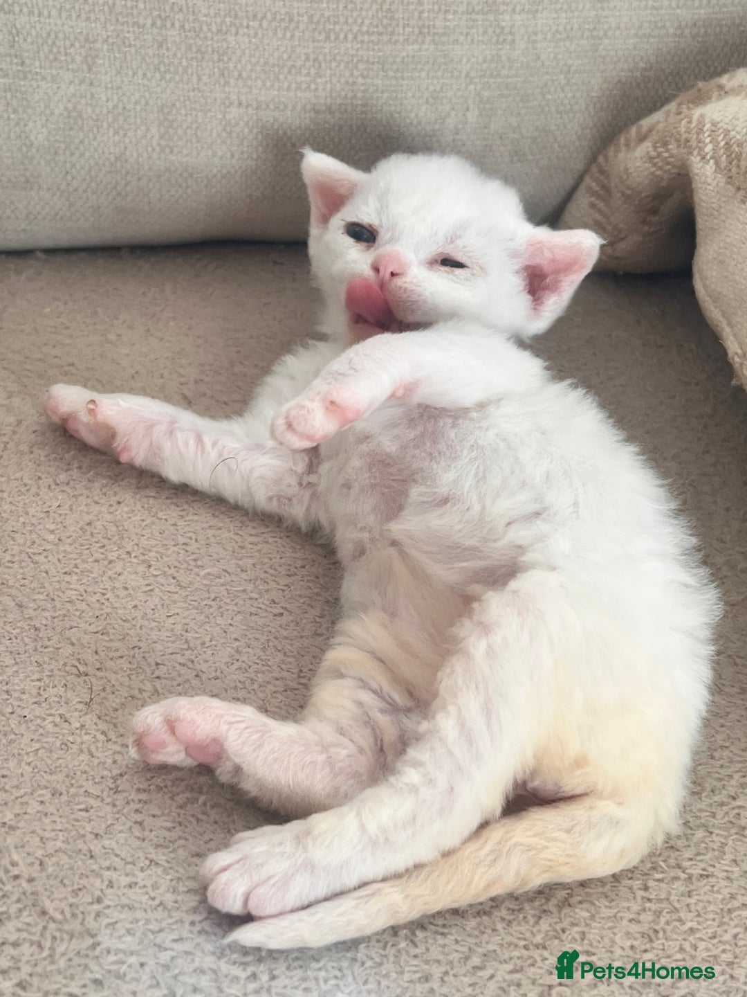 Devon Rex cats for sale: Beautiful Devon’s 1 boy 1 girl still available  - Image 9