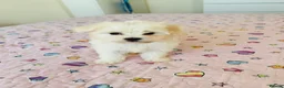 Maltese dogs for sale: My little girl - Advert 4