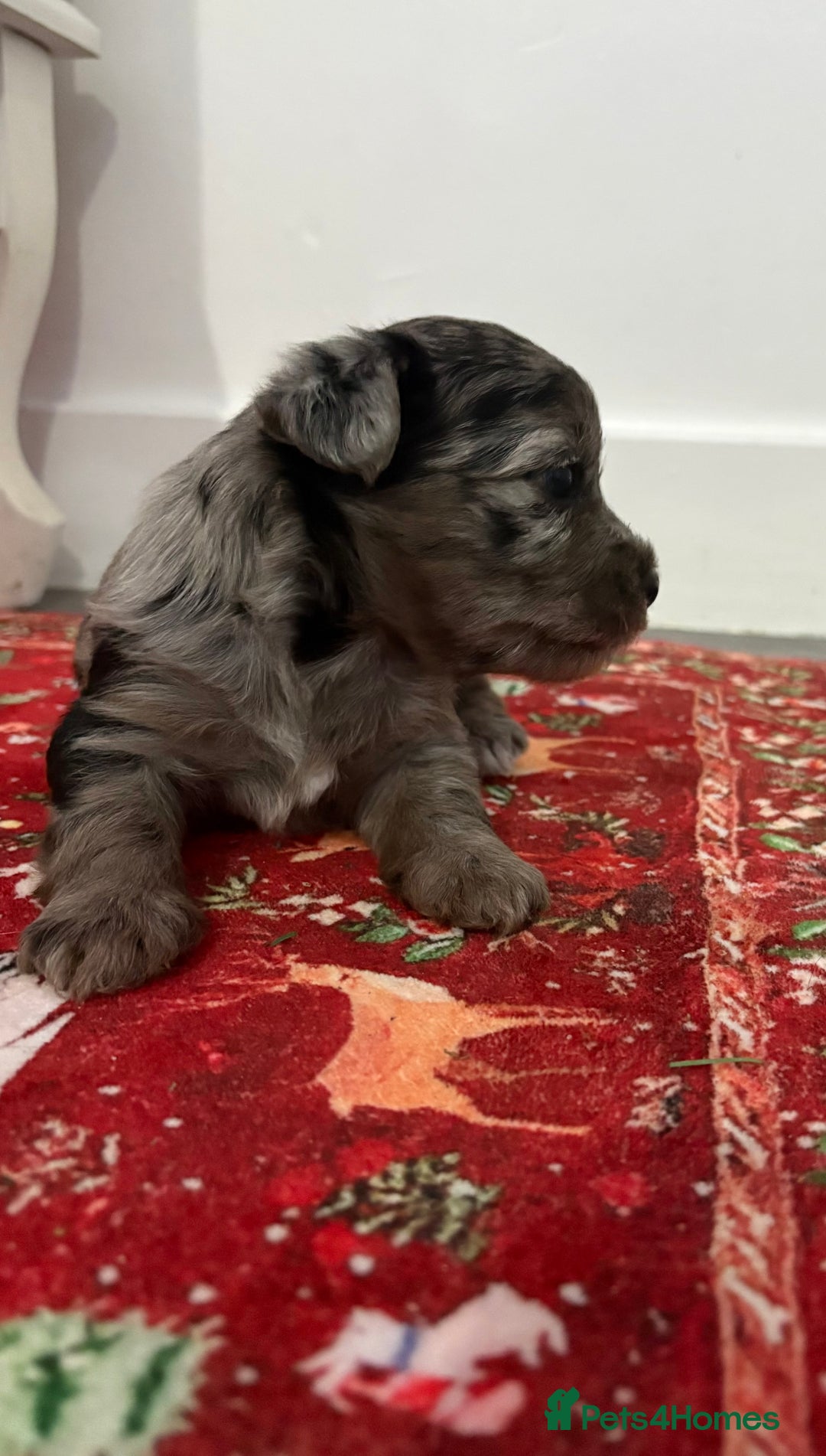 Yorkshire Terrier dogs for sale: Yorkshire terrier, terrier cross puppies - Advert 14