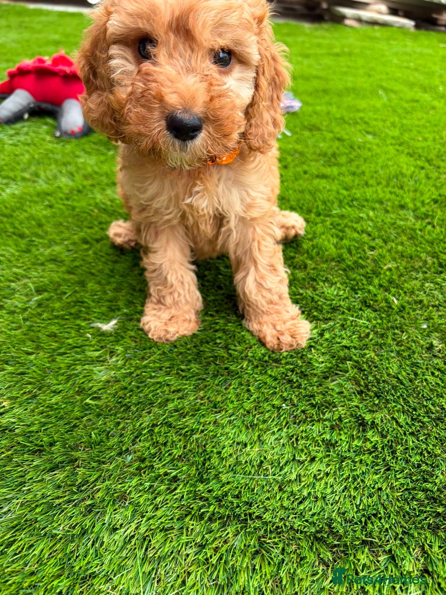 Cockapoo dogs F1 1 cockapoo girl puppies ready 14th August  - Advert 7