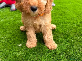 Cockapoo dogs F1 1 cockapoo girl puppies ready 14th August - Advert 12