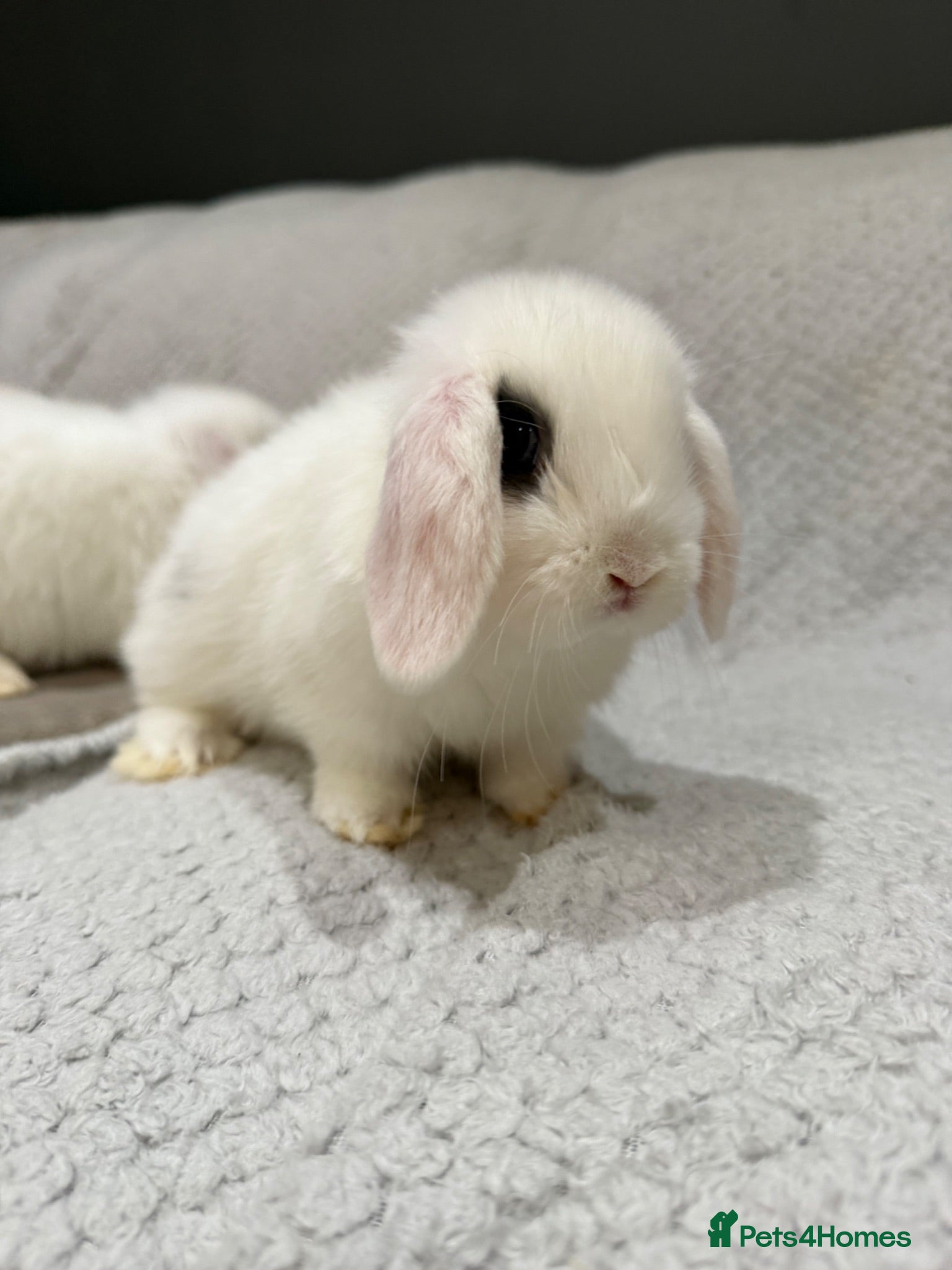 Mini Lop rabbits Lovely mini lop doe available  - Advert 3