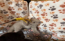 British Shorthair cats for sale: Champion Line British Shorthair Kittens - Image 3