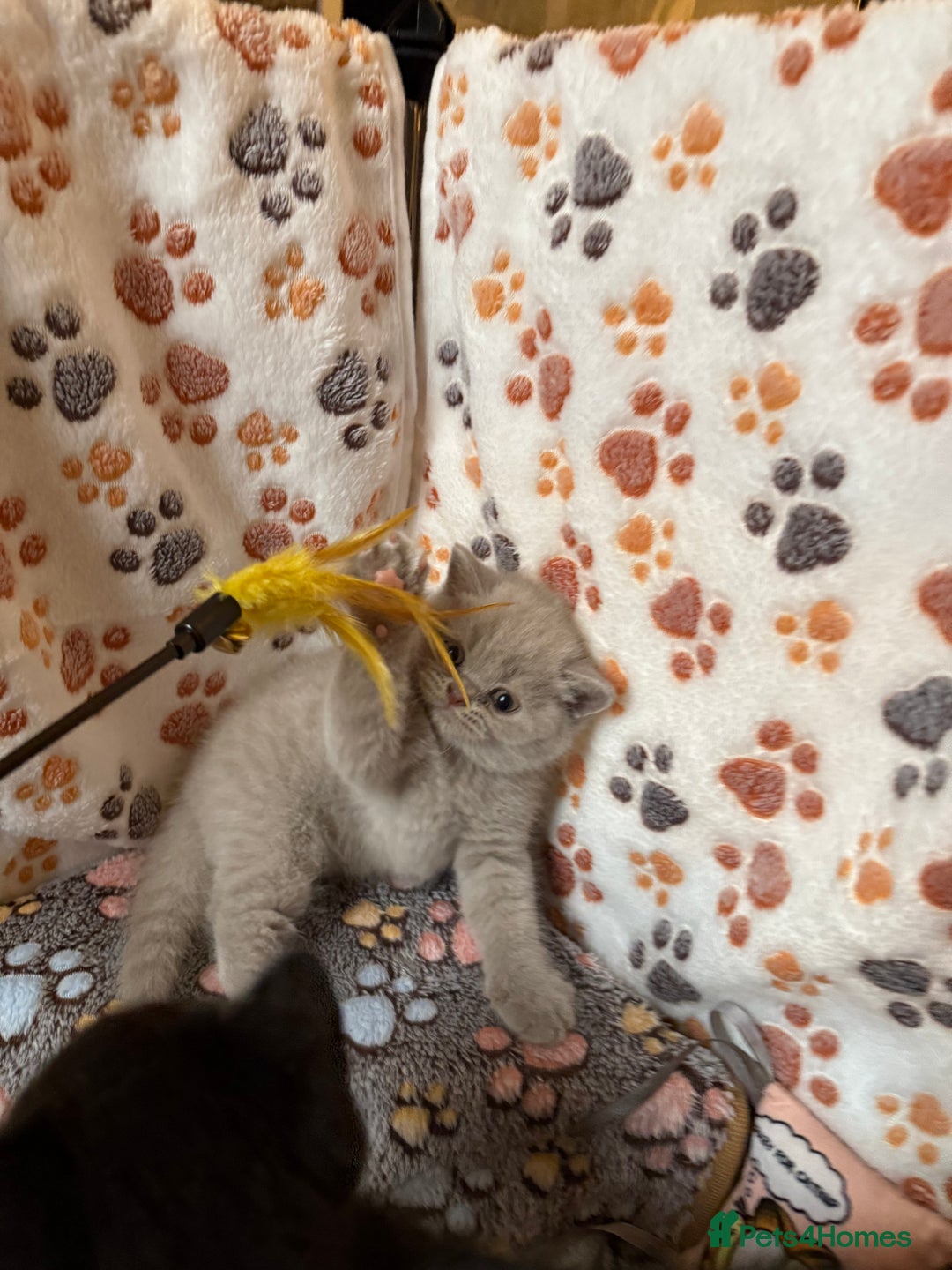 British Shorthair cats for sale: Champion Line British Shorthair Kittens - Image 3