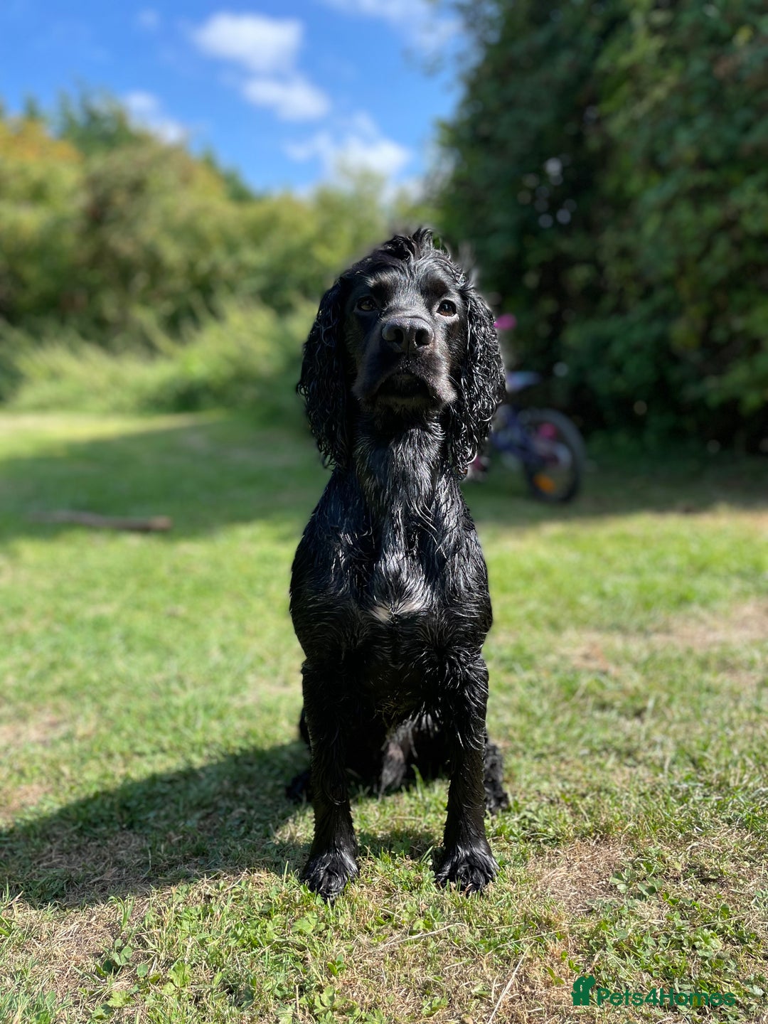 Cocker Spaniel dogs for stud: Beautiful Working Cocker Spaniel for Stud - Advert 2