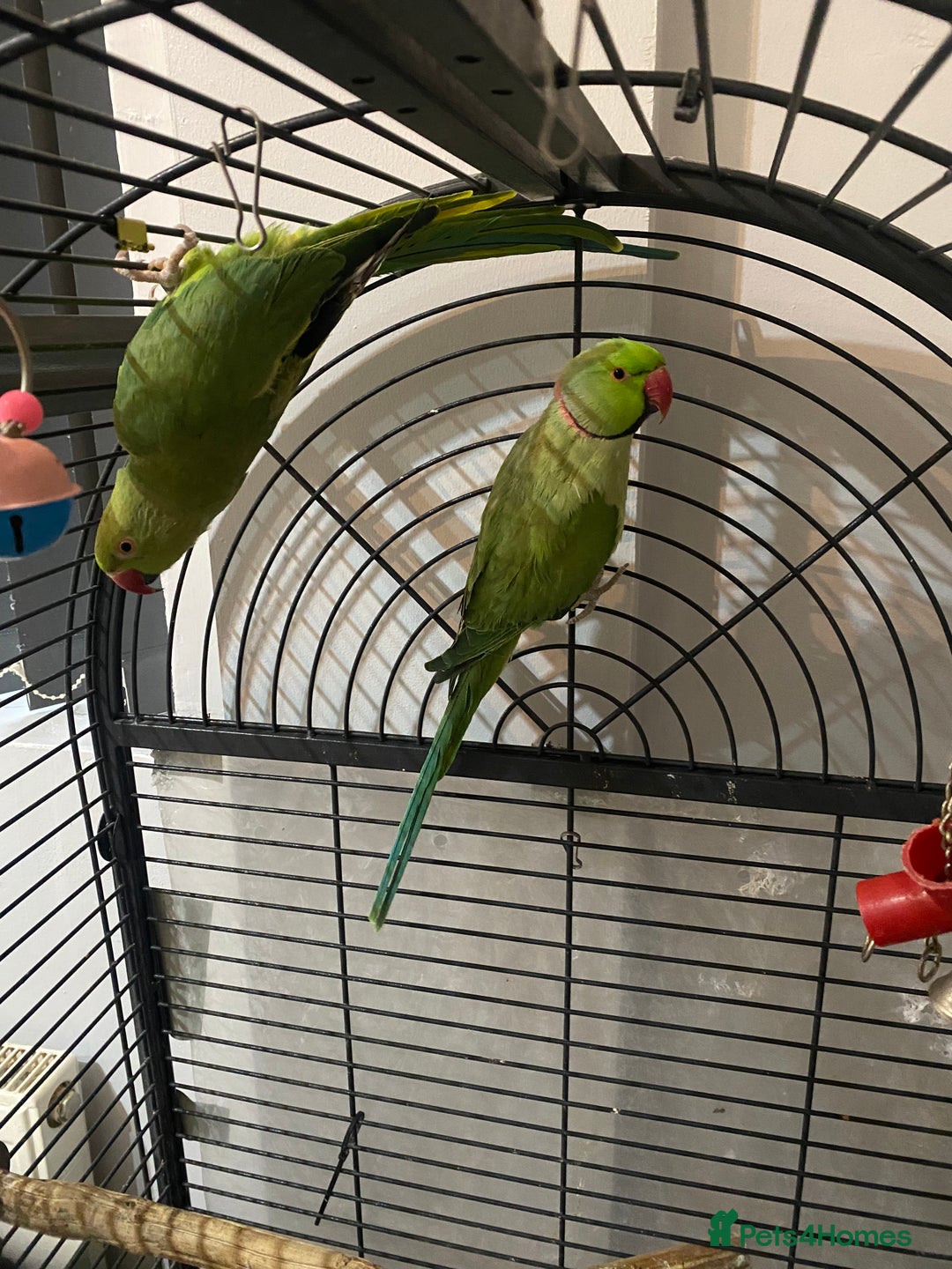 Ringnecks birds for sale: Ringnecks  - Advert 6