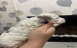 Cockapoo dogs for sale: F1b cockapoo puppies ready now - Advert 24