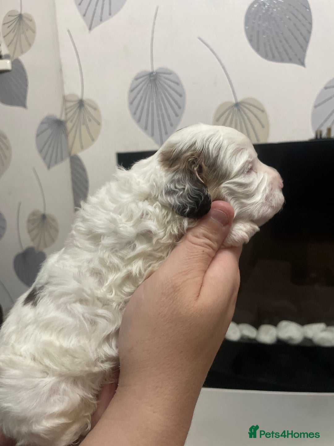 Cockapoo dogs for sale: F1b cockapoo puppies ready now - Advert 24