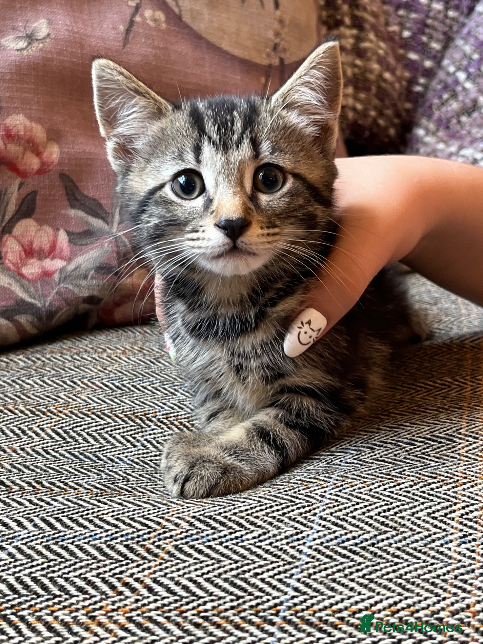 Mixed Breed cats for sale: Beautiful Tabby kittens for sale  - Advert 6