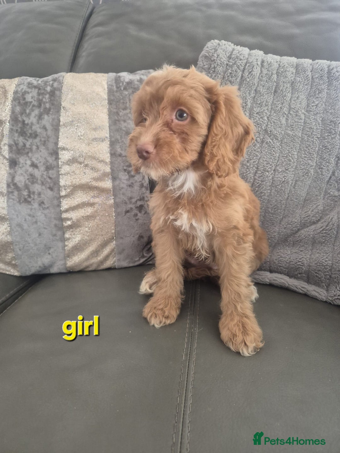 Cockapoo dogs for sale: F1 cockapoo - Ready Now - Image 14