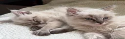 Ragdoll cats for sale: Lynx Ragdoll boys  - Advert 4