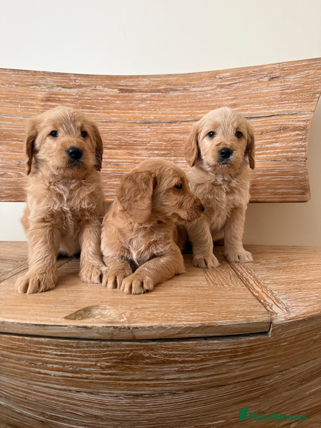 Labradoodle dogs for sale: Beautiful F1 miniature labradoodles  - Advert 2