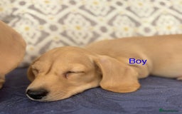 Miniature Dachshund dogs for sale: 🐶 Miniature Smooth Haired Dachshunds. KC REG. 🐶  - Image 32