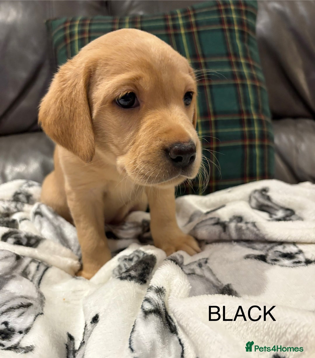 Labrador Retriever dogs for sale: KC Labrador puppies yellow / Red  - Advert 8