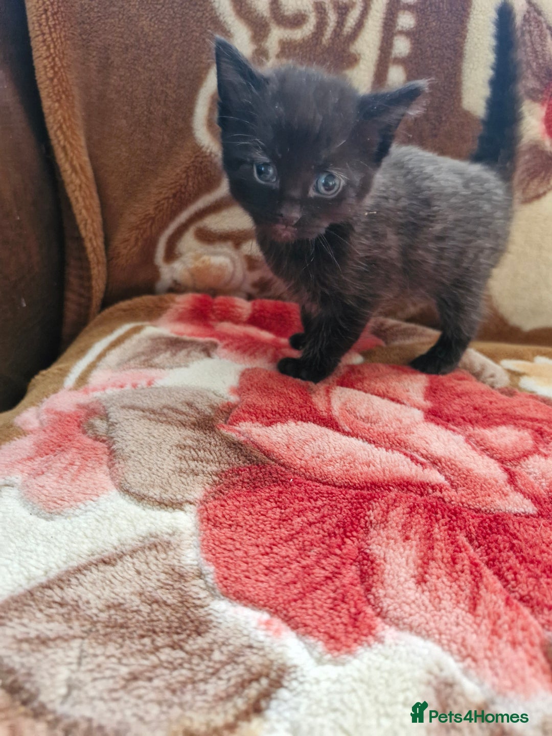 Mixed Breed cats for sale: Little kittens  - Advert 10