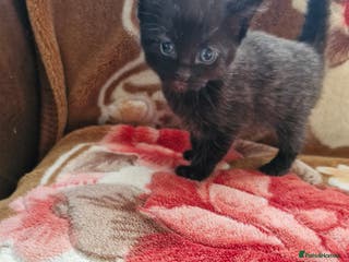 Mixed Breed cats Little kittens - Advert 2