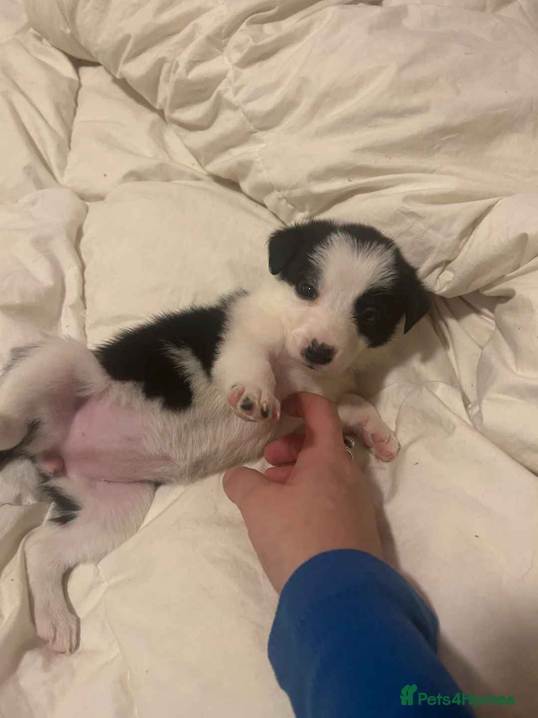 Border Collie dogs for sale: ✨ Last remaining border collie puppy ✨ - Advert 31
