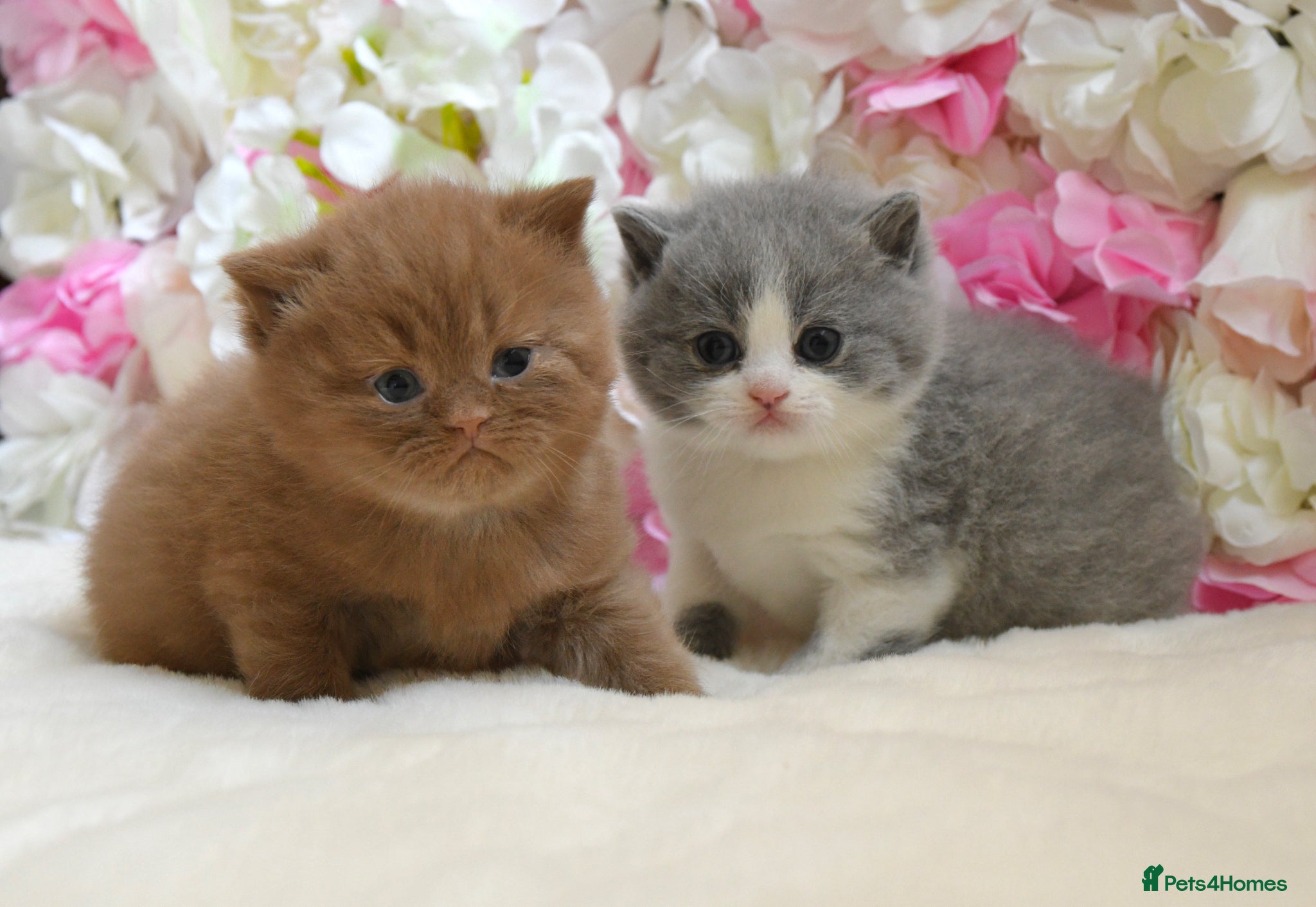 British Shorthair cats Beautiful British Shorthair boys  - Advert 2