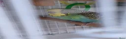 Finches birds for sale: Birds for sale in Stoke-on-Trent  - Advert 4