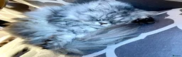 Persian cats for sale: 2 Female Persian Cats  - Advert 15