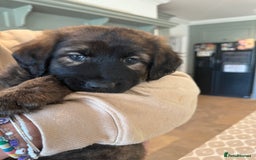 Mixed Breed dogs for sale: Goldendoodle x Blue Sable German Shepard puppies - Advert 13