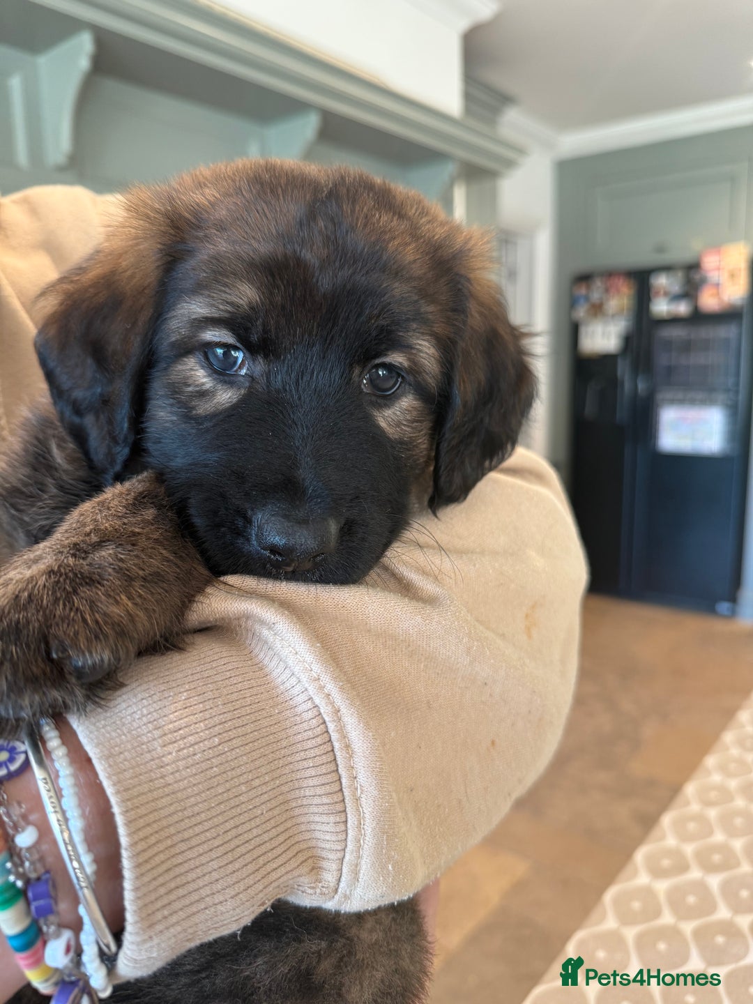 Mixed Breed dogs for sale: Goldendoodle x Blue Sable German Shepard puppies - Advert 13