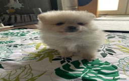 Pomeranian dogs for sale: Pomeranian Puppies – Ready Soon  - Image 3