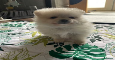 Pomeranian dogs - Advert 2
