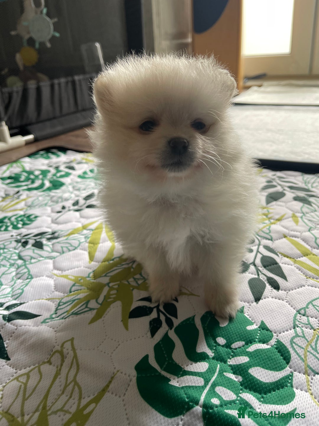 Pomeranian dogs for sale: Pomeranian Puppies – Ready Soon  - Image 3