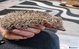 Pygmy Hedgehog rodents for sale: Male lesser tenrec - Image 4