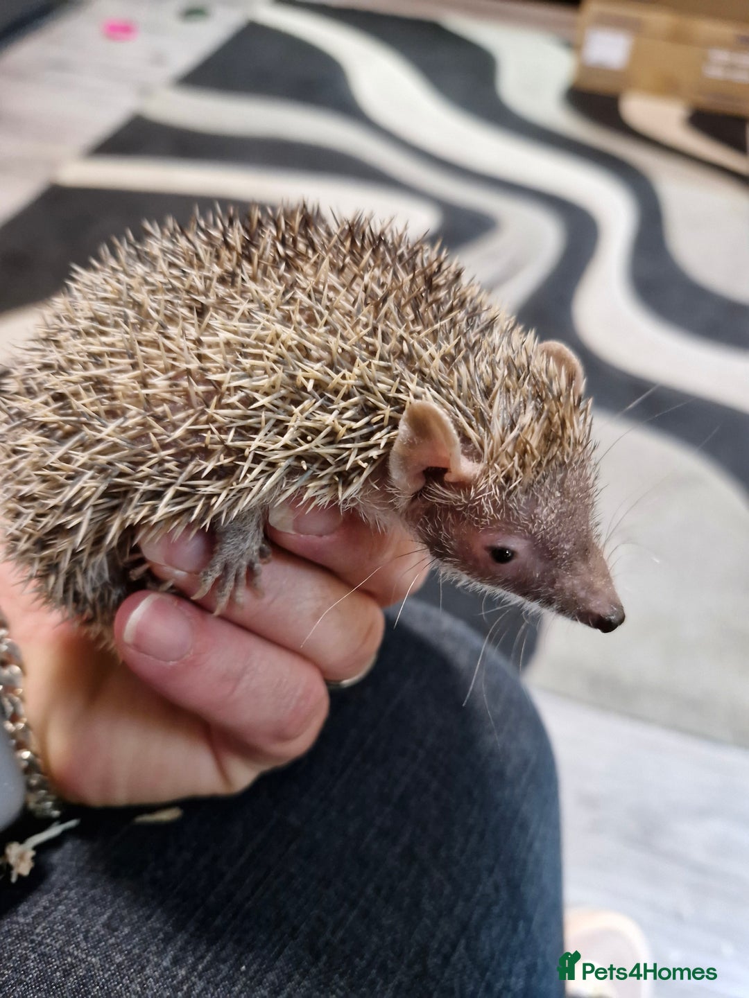 Pygmy Hedgehog rodents for sale: Male lesser tenrec - Image 4