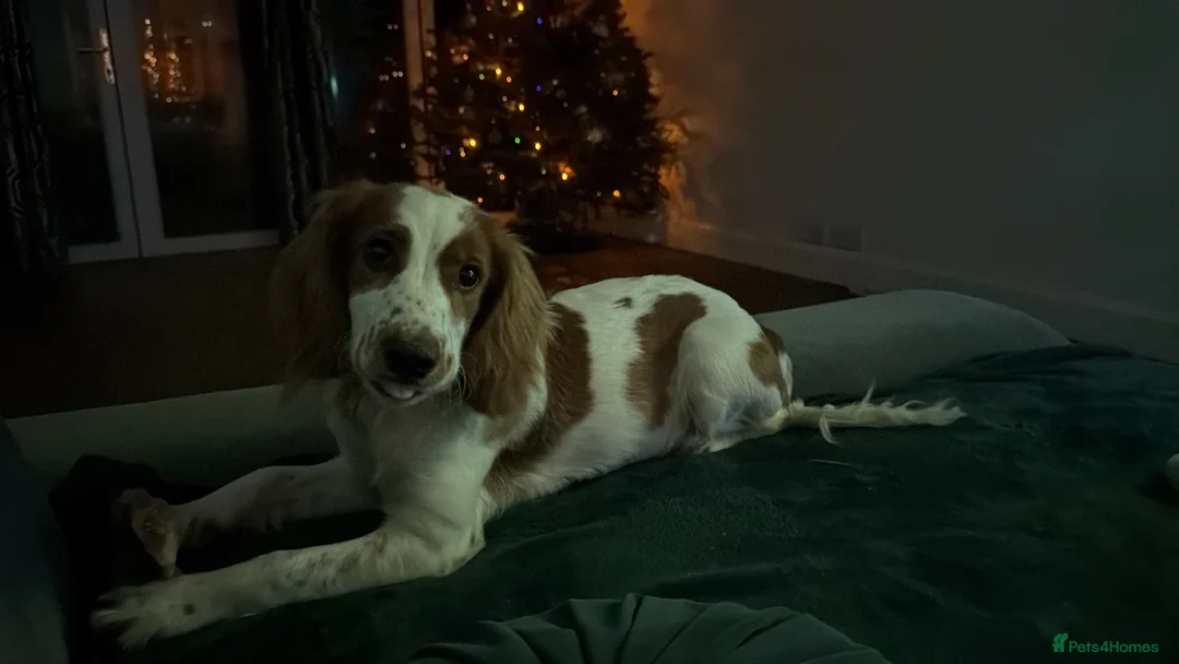 Cocker Spaniel dogs for sale: Met our beautiful girl  - Advert 1