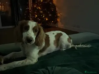 Cocker Spaniel dogs Met our beautiful girl - Advert 2