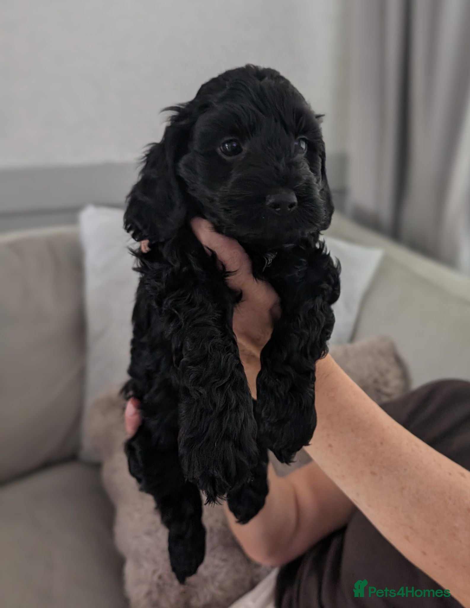 Cockapoo dogs All female litter of F1B Cockapoos - Advert 16