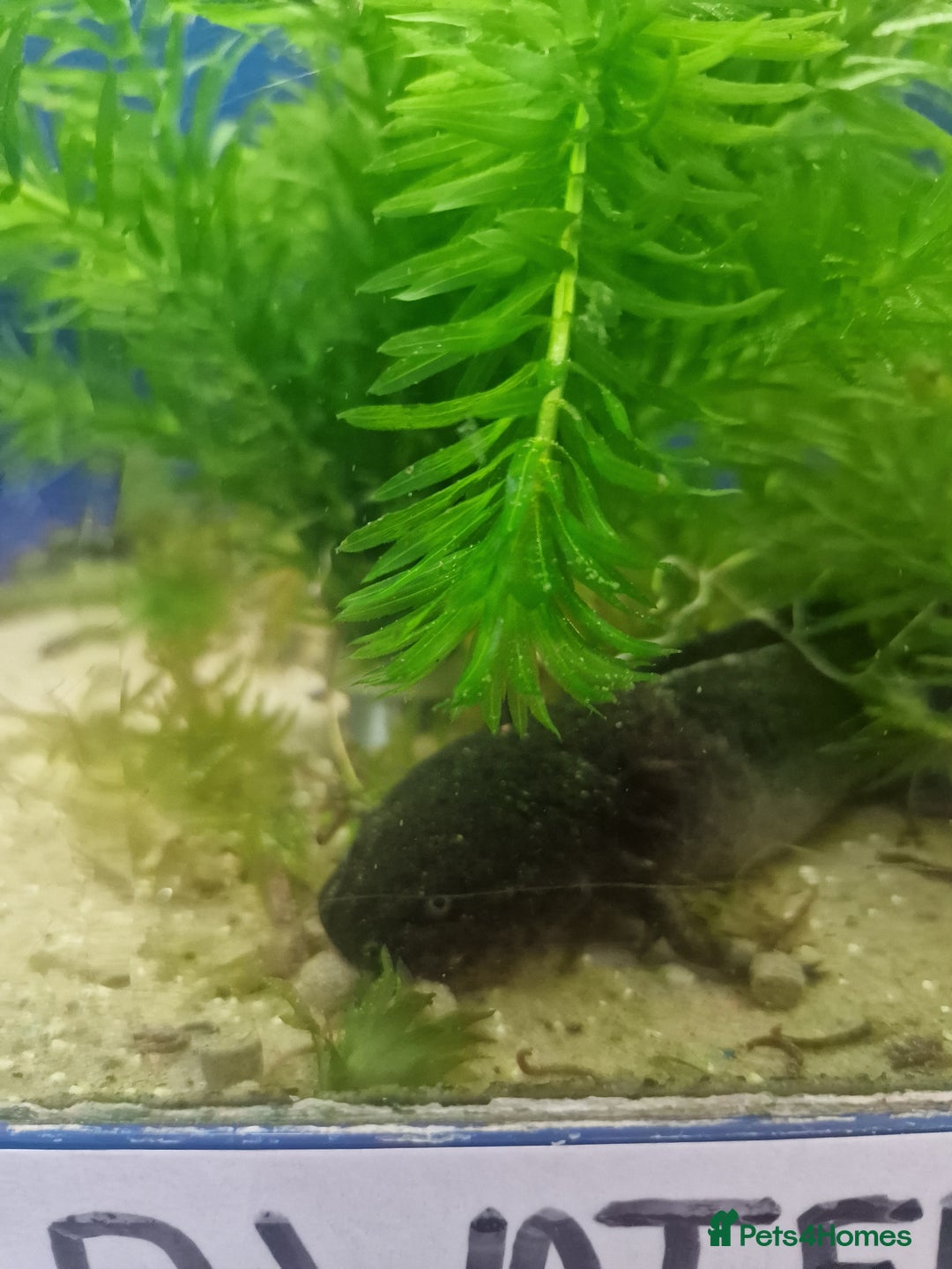 Axolotl reptiles for sale: Stunning Axolotls  - Advert 8