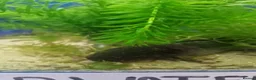 Axolotl reptiles for sale: Stunning Axolotls  - Advert 8