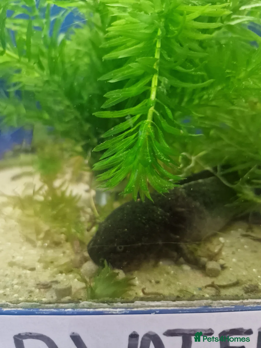 Axolotl reptiles for sale: Stunning Axolotls  - Advert 8