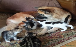 Domestic Shorthair cats for sale: Squeakies babies - Image 6